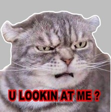 Angry Cat Car Decal-Bumper Sticker-Lookin At Me-4 inch