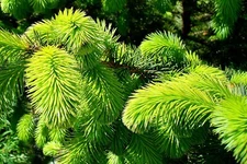 Sitka Spruce (Picea sitchensis), 50 seeds 