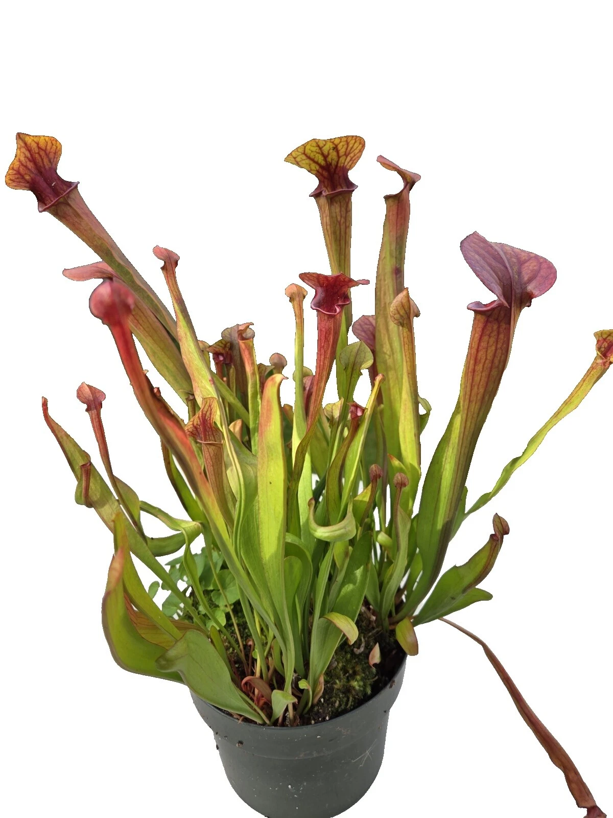 Temperate Plants, Seeds & Bulbs