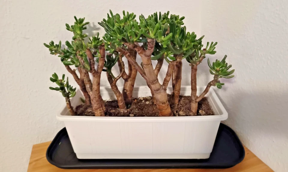 5 bewurzelte Crassula Ovata Gollum Bäumchen - Geldbaum  - Jadepflanze - Bild 2 von 3