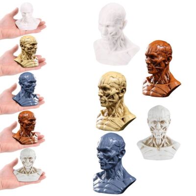 Resin Human Bust Sculpture Statue Sketch Draw Plaster Cast Artist Model 5 Color