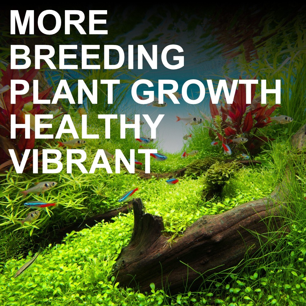 Red Rice Fish Fry LIVE Photosynthetic Bacteria PSB - Fry Food, Rice fish, Medaka, Shrimp ...