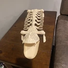 Vintage MOTU Battle Bones He Man Masters Of The Universe Complete Great Shape