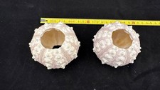 Sputnik Sea Urchin, pair ca 9cm