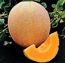 Cantaloupe Hales Best Jumbo Melon Heirloom Vegetable by Seed Kingdom 5 Lb Seeds