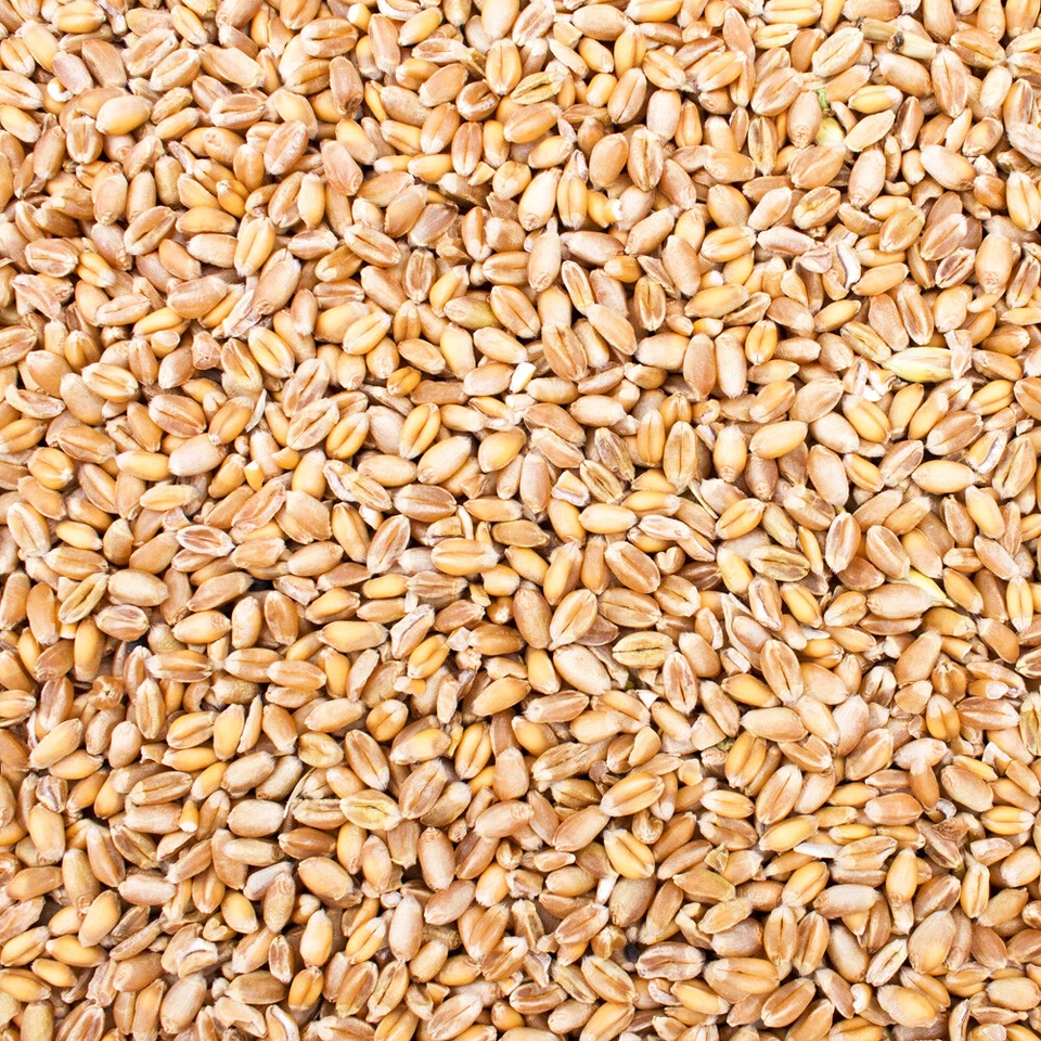 5-30kg Weizen Gereinigt Hühnerfutter Geflügelfutter Futterweizen Vogelfutter DML - Bild 3 von 4