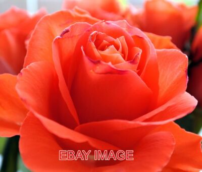 FOTO ROTE ROSEN EXTREME NAHAUFNAHME