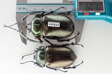 F47615. Unmounted insect: Cheirotonus jansoni. Central Vietnam. 60mm?