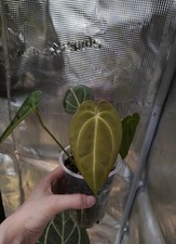 anthurium forgetii x magnificum X x papillilaminum guna yala 