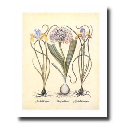French Iris Flower Irises Bulb Contemporary Wall Picture 16x20 Art Print