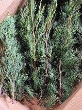 2 Pounds of Fresh Cuttings of Natural Eastern Red Cedar Christmas Decoration
