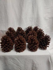12 Medium Slash Pine Cones 5-5.5" Georgia Pinecones - Crafting, Decorating