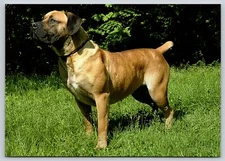 Postcard Boerboel Dog Breed Canis lupus familiaris South African Mastiff