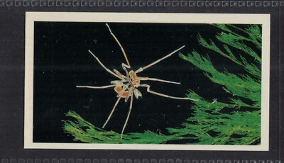 SEA SPIDER - 35 + year old UK Tobacco Card # 7