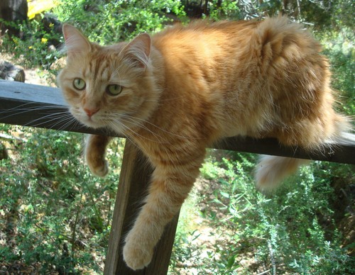 Bronze Snakes Serpents CLIP ON Earrings, Steampunk, Gothic, Bohemian - Picture 8 of 8