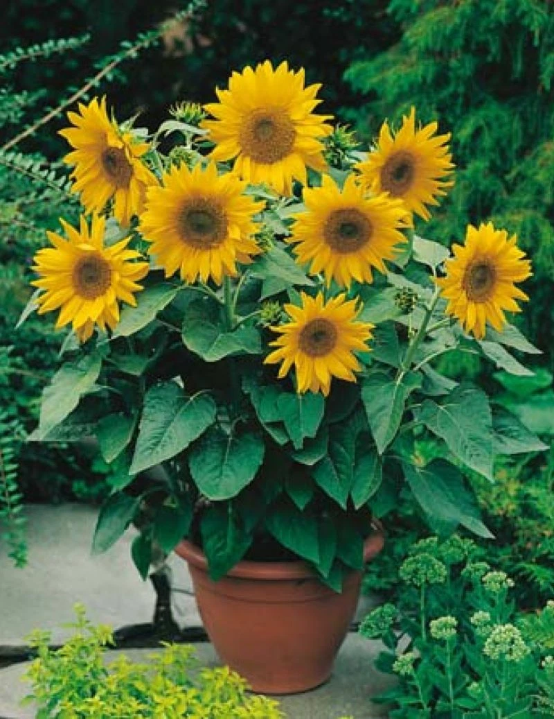 Image of Sunflowers plug plant