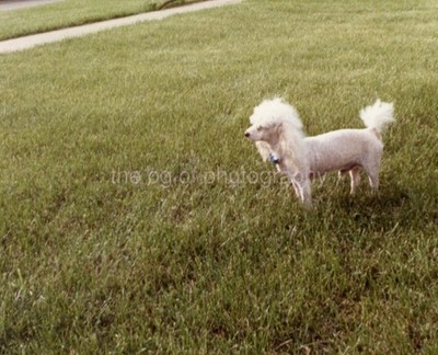 VINTAGE FOUND DOG PHOTOGRAPH Color ORIGINAL Snapshot 64 LA 83 Q