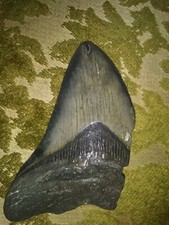 MEGALODON Fossil Giant Shark Teeth Natural Large 4.18" HUGE BEAUTIFUL TOOTH.