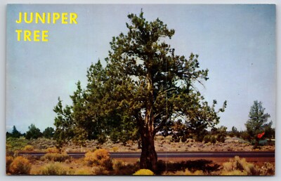 Postcard Juniper Tree Deschutes Area OR Oregon Vintage Souvenir Card
