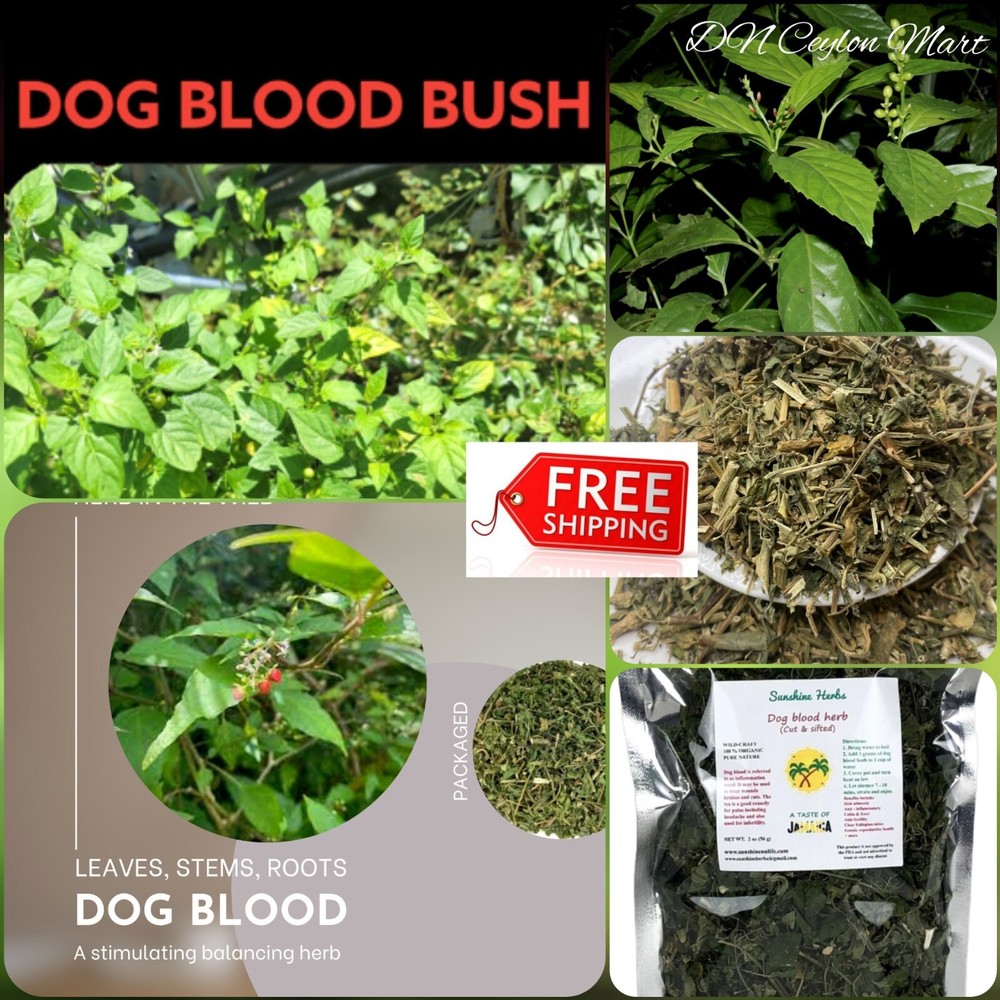 01kg Dog Blood Bush Herb Rivina Humilis Fertility Bush Plant Organic Natural New