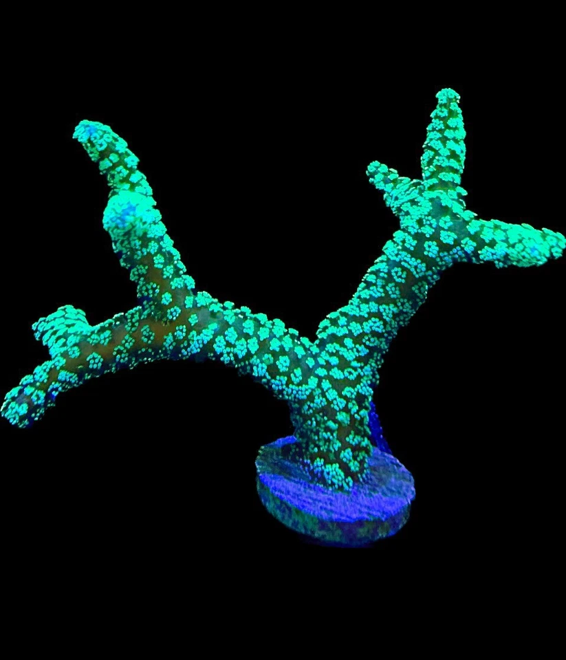 CORAL AQUA CULT Live Coral Birdsnest Neon Green Seriatopora 1”+