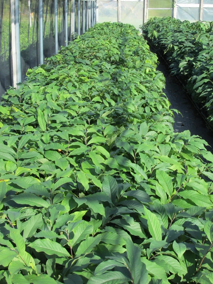 Paw Paw Tree: (Asimina triloba) - 24 - 30" Tall - Grown in a Deep Band Pot - Image 3 of 3