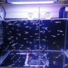 Aquarium-Fischbecken-Trennwand, Acryl-Trennwand mit Saugnäpfen, transparent