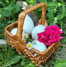 (12) Autosexing Crested Cream Legbar Hatching Eggs NPIP 2 Day Shipping 