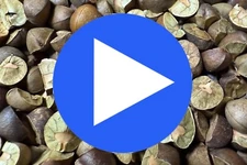 50 MEXICAN JUMPING BEANS (10 CASES) - Real Authentic Live Mexican Jumping Beans