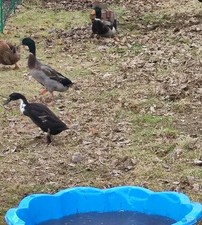 Laufenenteneier Enteneier 6 Eier