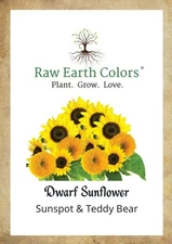 Dwarf Sunflower Seeds for Planting - to Plant and Grow Teddy Bear and Sunspot...