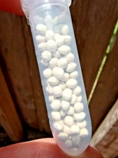 25 +  Clancy Hybrid Potato Seeds Coated – No Tubers Needed! 🌱 See Description