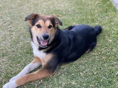 Border Collie X Kelpie Puppy Tricolour Dogs Puppies Gumtree Australia Campbelltown Area Campbelltown 1256444724