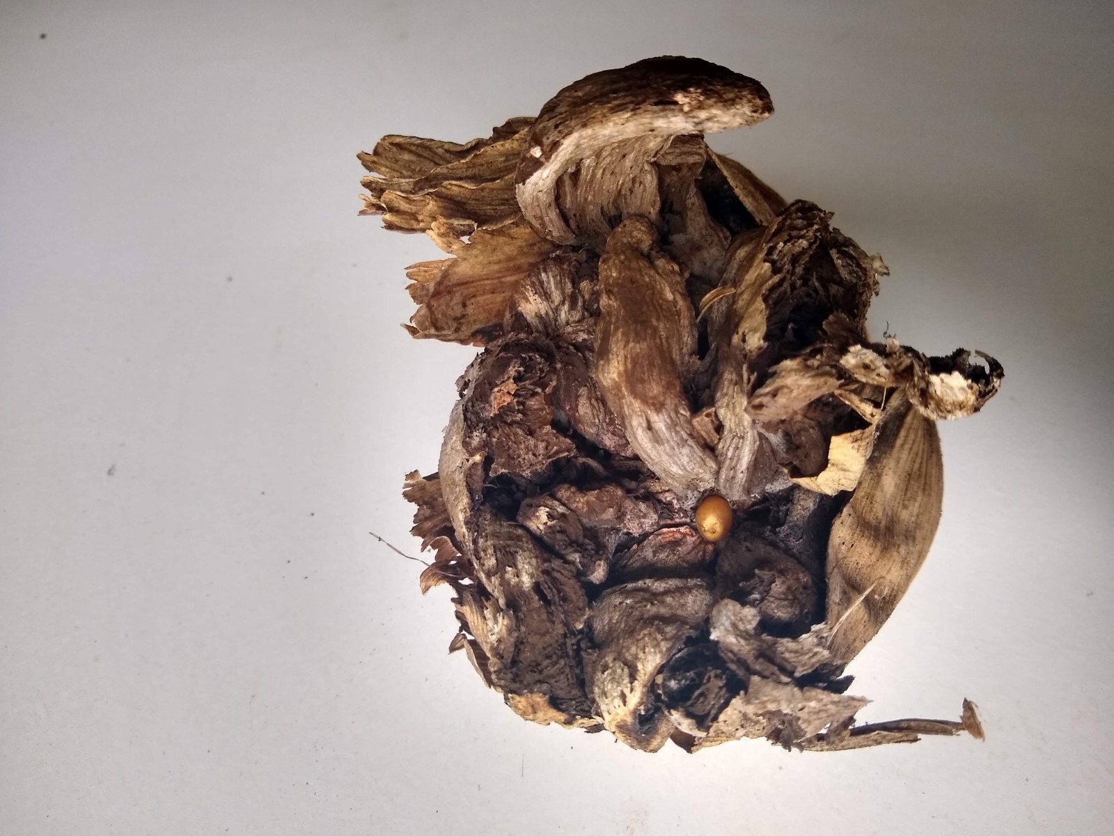 Huitlacoche Spores ~ Corn Fungus ~ (Ustilago maydis) ~ Corn Mushroom