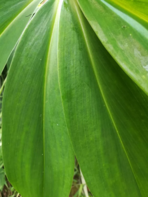 Organic Shadow Dried Insulin Plant Leaves(Costus Igneus) Thebu Ceylon 100%  Pure | eBay