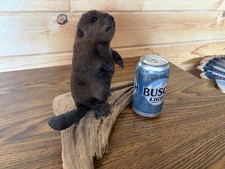 New Rare Baby Beaver Standing On Driftwood Taxidermy. Art Cabin