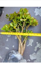 Jade Plant Crassula Bare Root Large 20 in Green/Red Tips Indoor/Outdoor