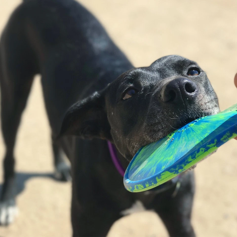 Ruff Dawg K9 Flyer Rubber Dog Toy Large Assorted Colors - Image 2 of 4