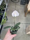 Paph niveum - Cute Multi growth Compact Paph IN BLOOM! — photo 2