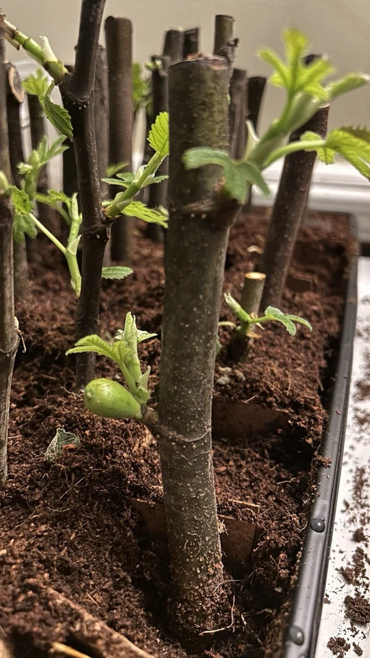 6 Ronde de Bordeaux Fig Cuttings; Excellent Berry Flavor; Prolific: 2-3 Crops/yr - Image 3 of 4