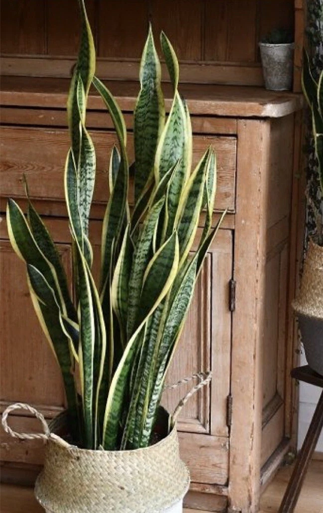 Big Snake Plant Cutting Unrooted Mother-In-Law Tongue Sanservieria Live Plant
Opens in a new window