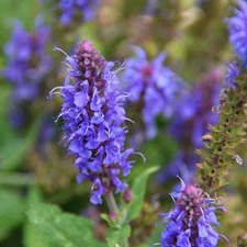 Official Hyssop Starter Plant Hyssopus Officinalis - Amazing Pollinator Plant!