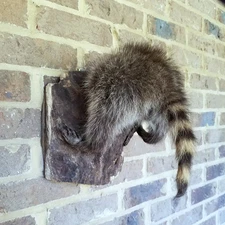 Baby Raccoon Butt Novelty Wall-mount- NEW