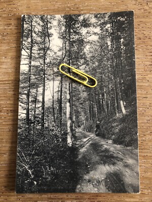 Woody Bay Der Kiefernwald Devon animierte Straßenansicht unbesendet Montague Cooper