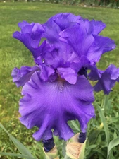 Yaquina Blue - Set of 3 rhizomes - German Tall Bearded Iris - 37" tall!