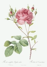 Cumberland Rose Les Roses by Pierre Joseph Redouté Print Repro