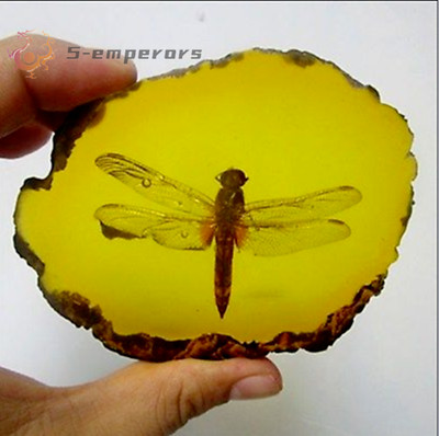 Beautiful Amber Dragonfly Fossil Insects Manual Polishing
