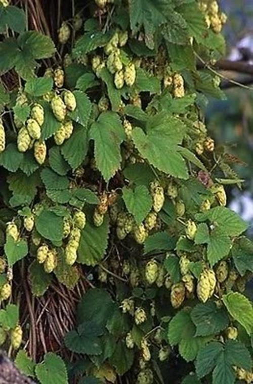 Hops For Beer Humulus Lupulus 250 Seeds UK