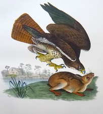 Audubon 1st ed Octavo   COMMON BUZZARD    Birds of America  1840  original litho