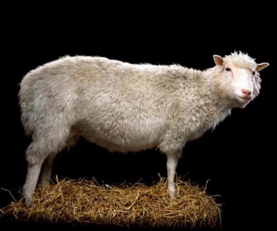 DOLLY THE CLONED SHEEP POSTER PICTURE PHOTO PRINT scotland uk 4665